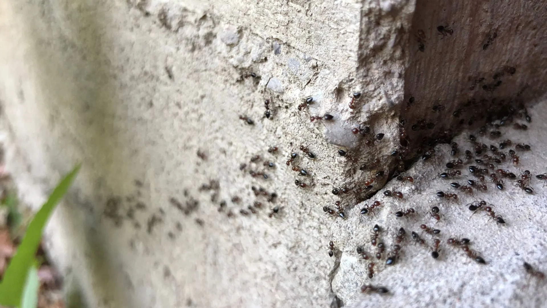 Ants crawling into home entrance by outside door in Ankeny, IA.