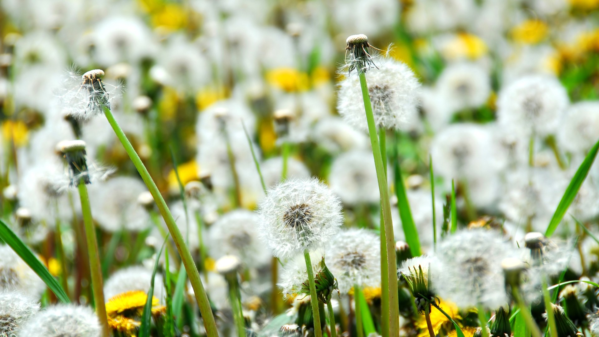Dandelion invading a property in Waukee, IA.