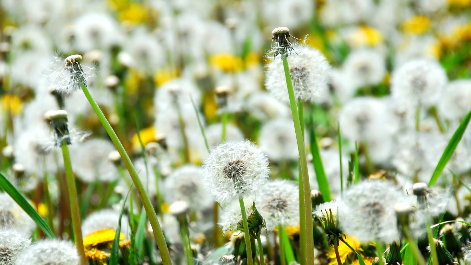 Dandelion invading a property in Waukee, IA.