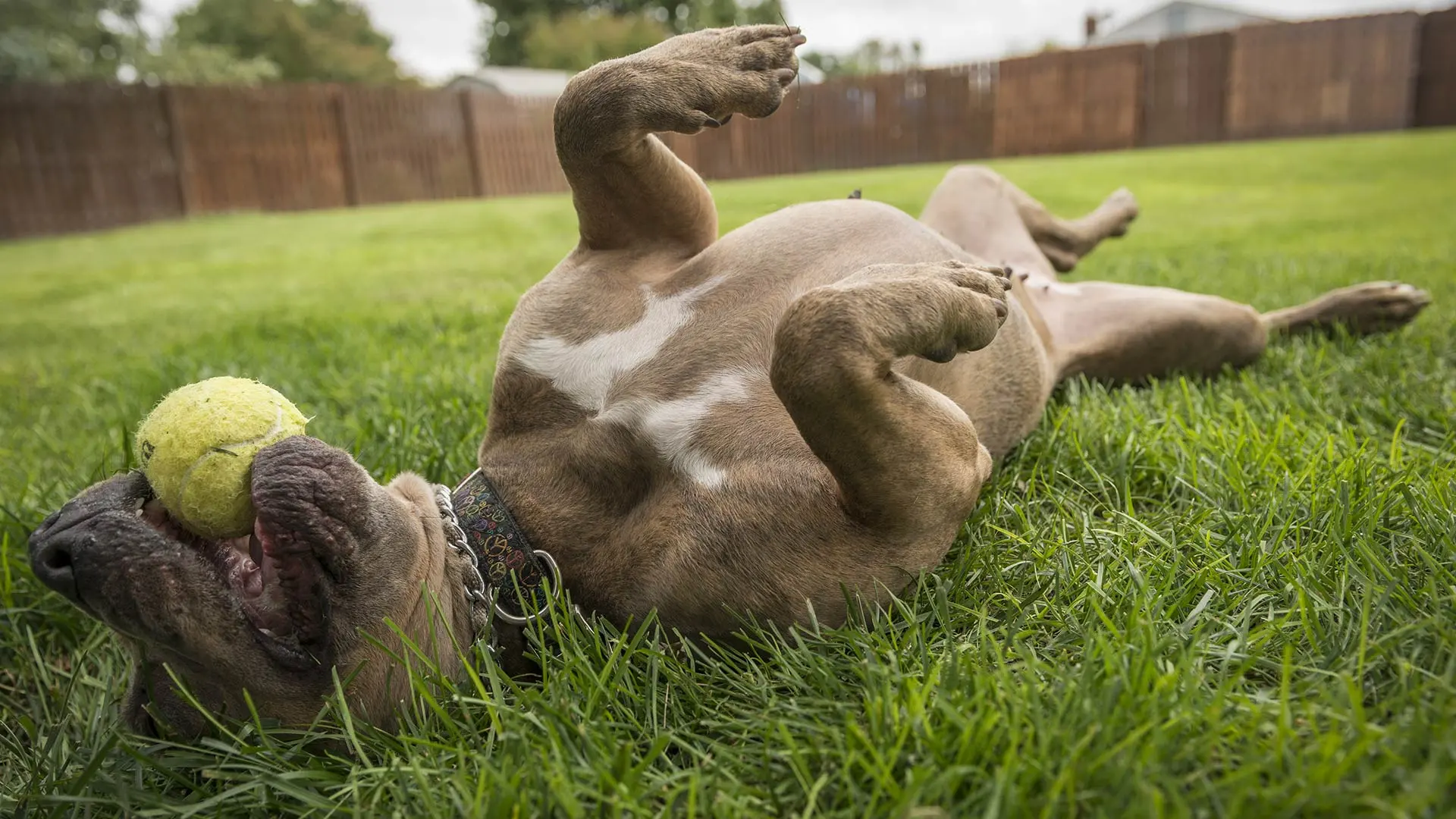 Is Lawn Fertilizer Safe for Pets?