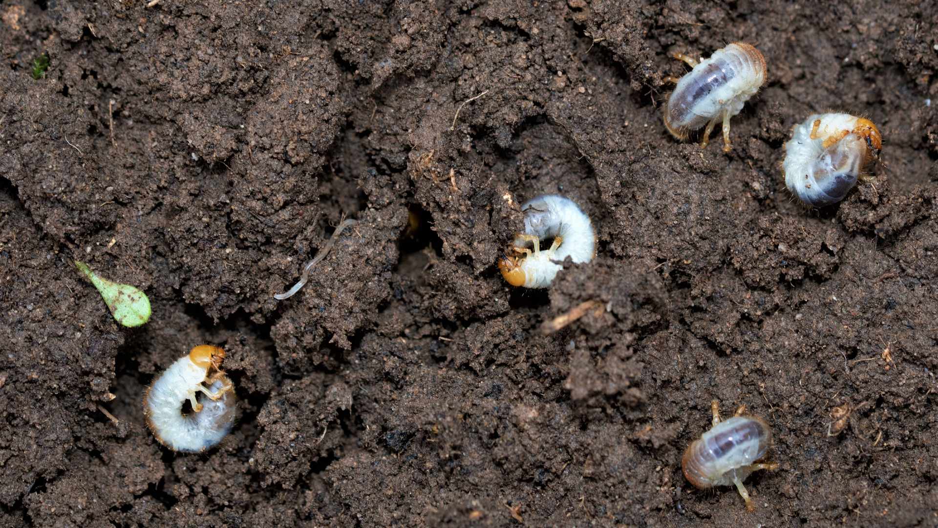 Grub infested soil found in client's lawn in Waukee, IA.