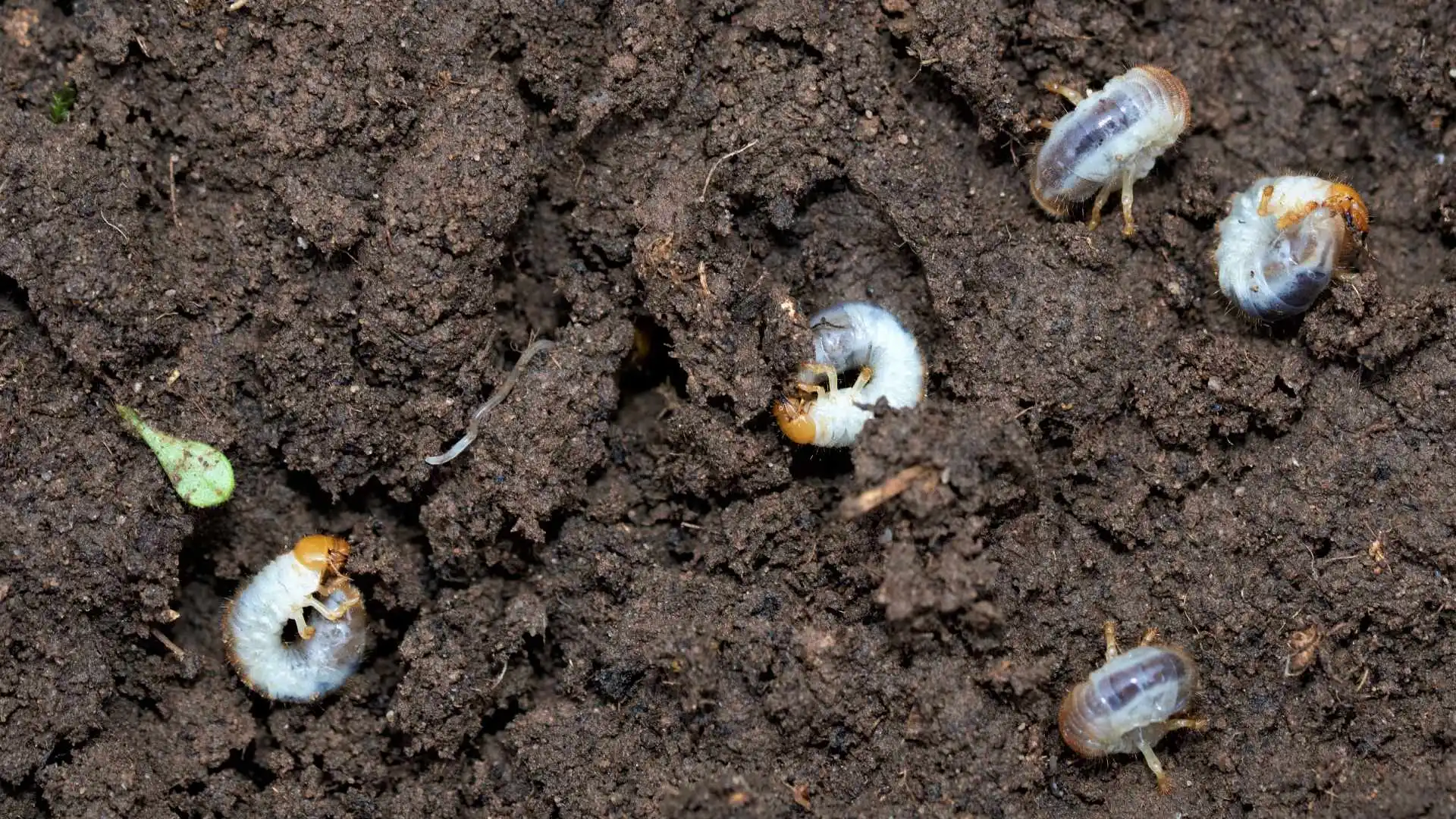 Grub infested soil found in client's lawn in Waukee, IA.