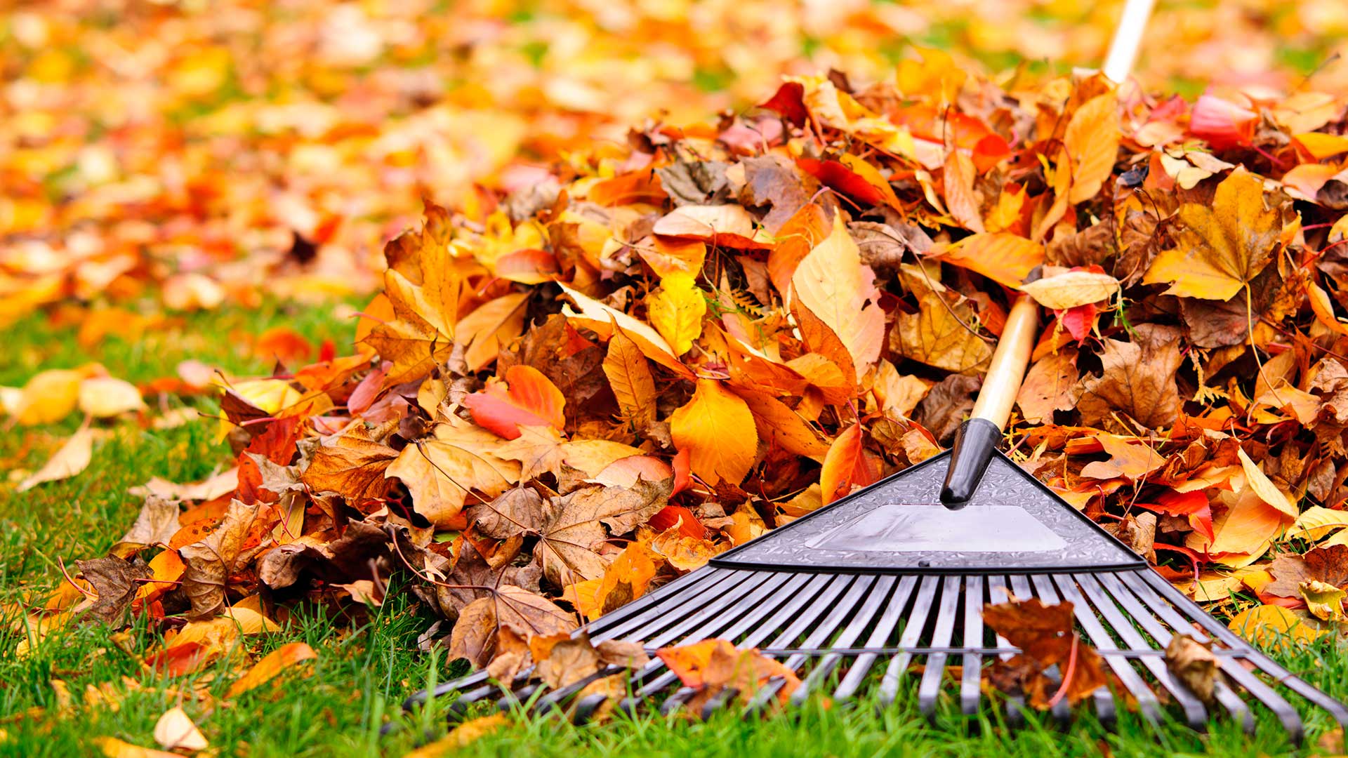 Don’t Forget to Schedule a Leaf Removal Service This Fall!