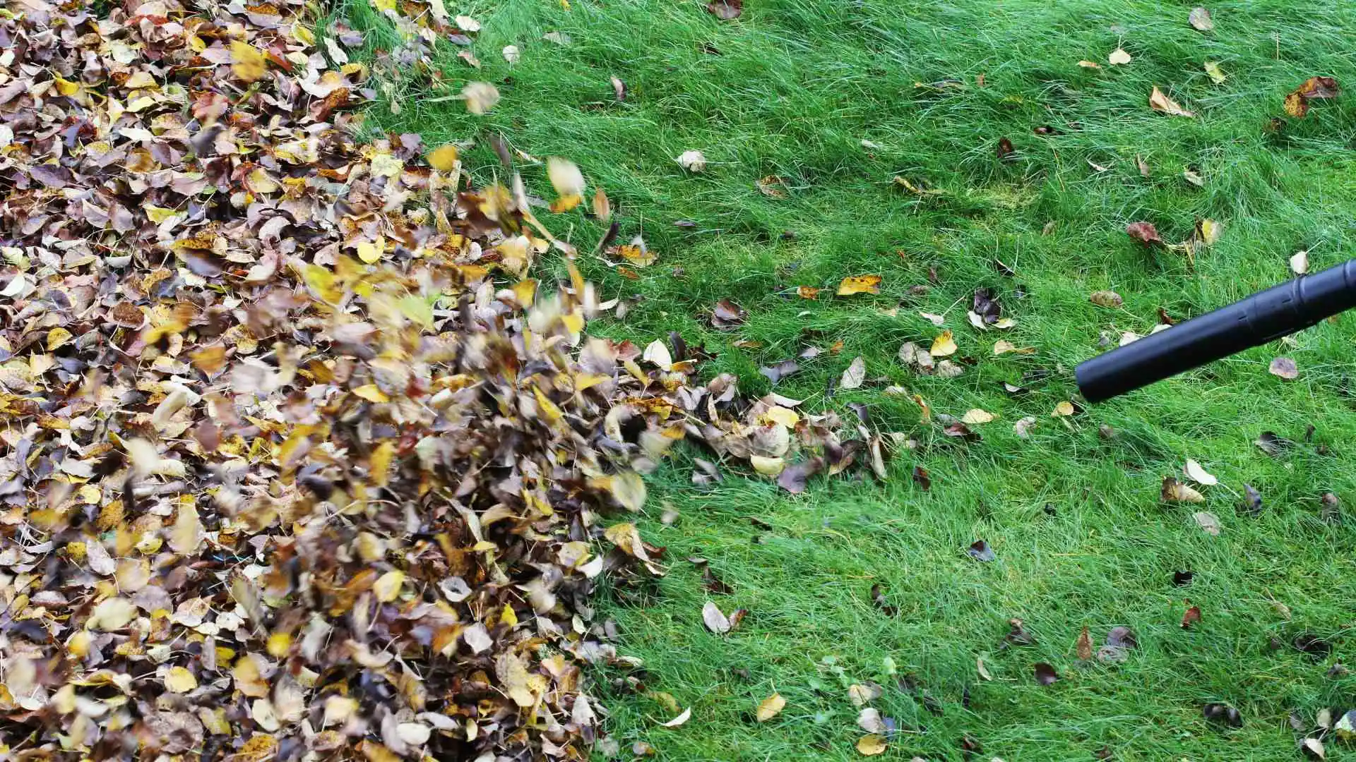 Leaves blown away on lawn in Grimes, IA.