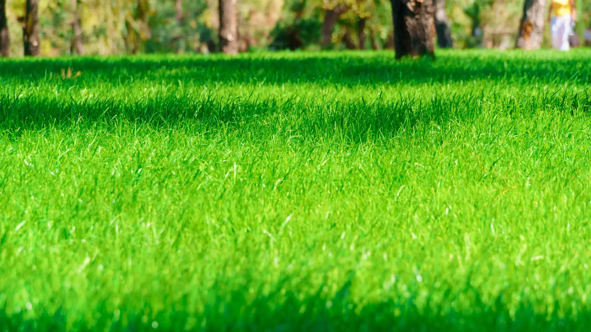 Fluffy lawn in Grimes, IA.