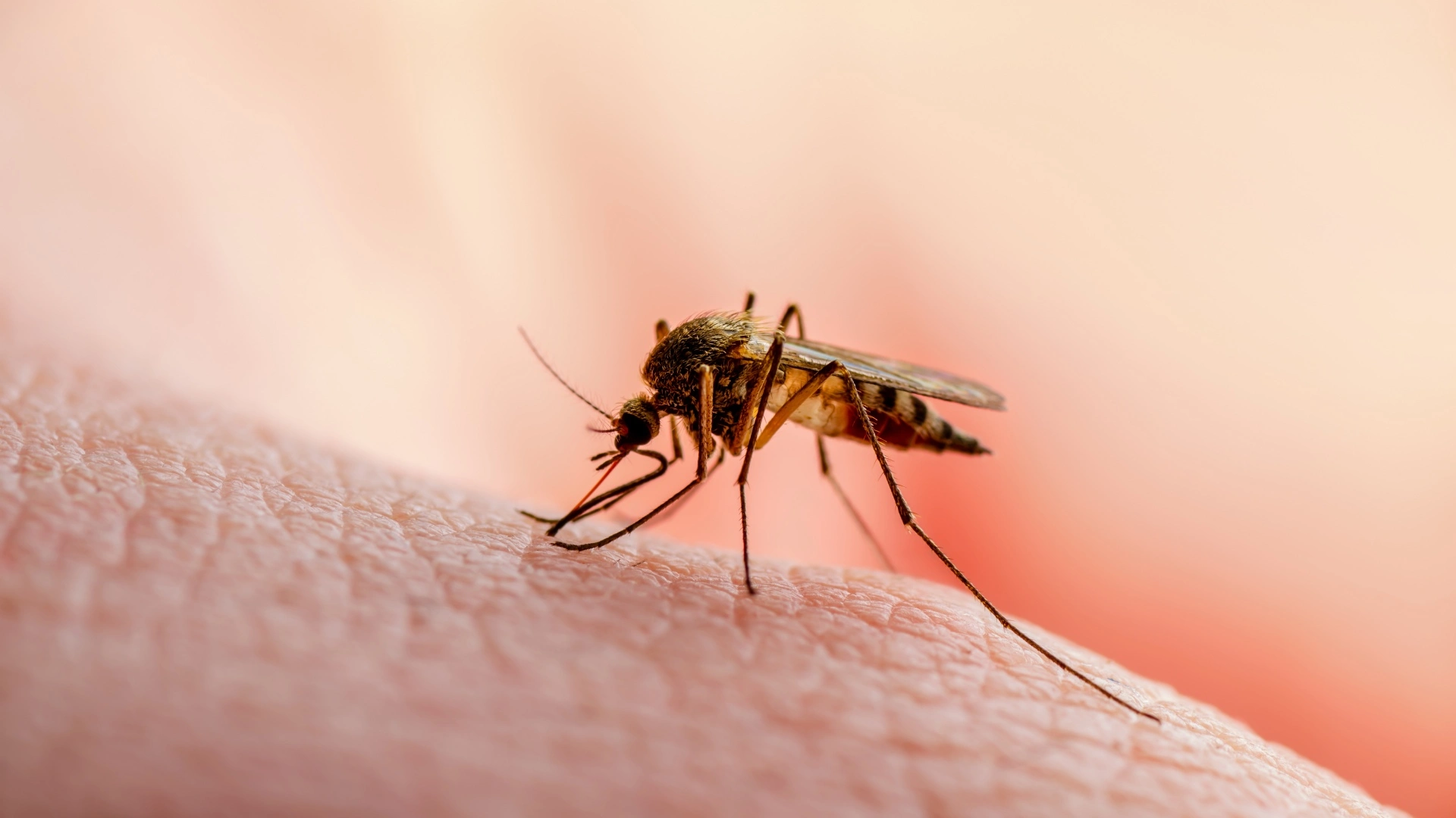 Mosquito landing on homeowner's hand in West Des Moines, IA.