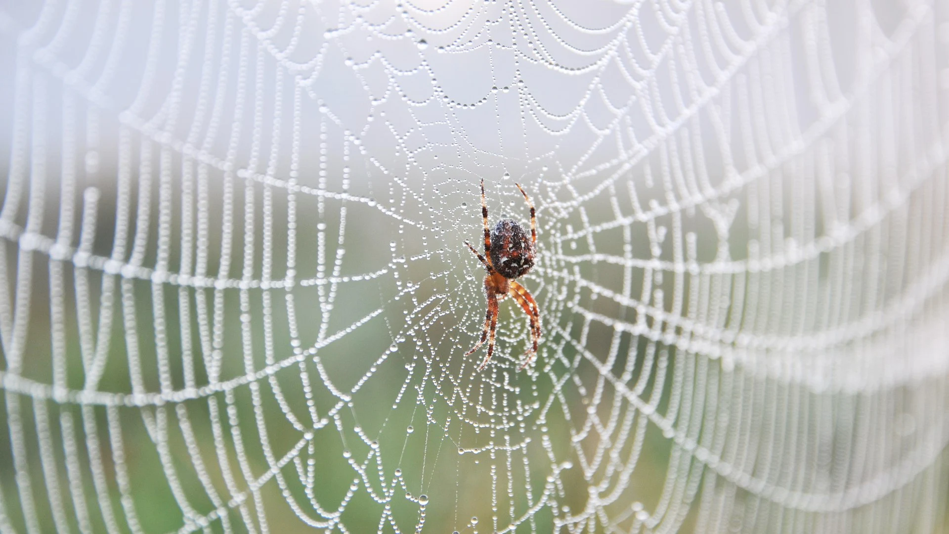 Spider on web outside of property in Waukee, IA.