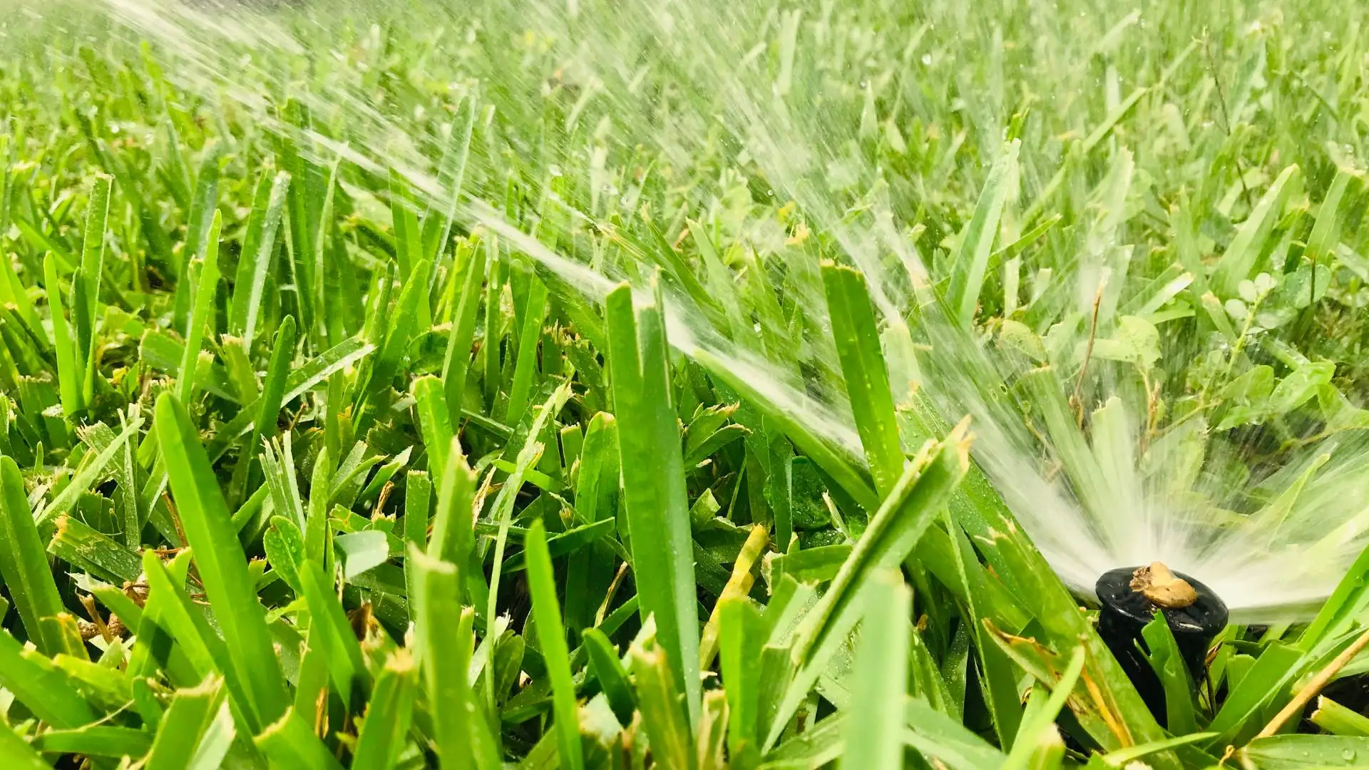 Sprinkler system watering a green lawn in Waukee, IA.
