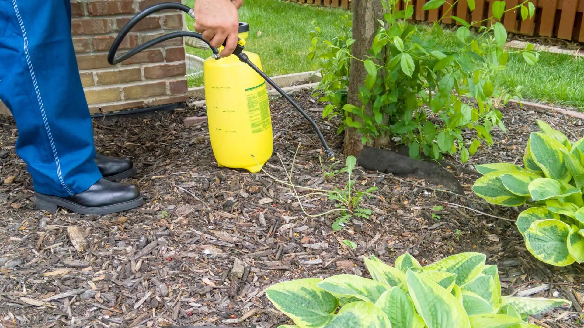 Professional applying landscape bed weed control treatment to bed in West Des Moines, IA.