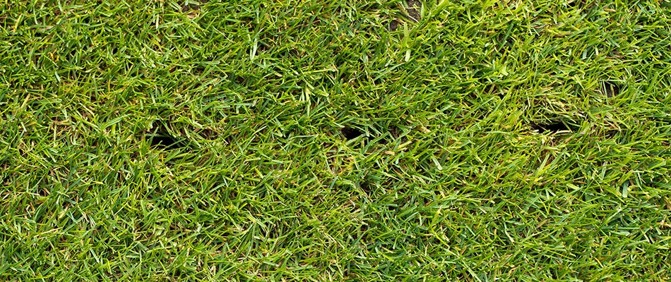 Healthy lawn with aeration holes after an aeration service in Des Moines, IA.