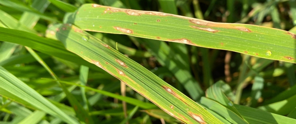 Ascochyta leaf blight lawn disease found in Waukee, IA.