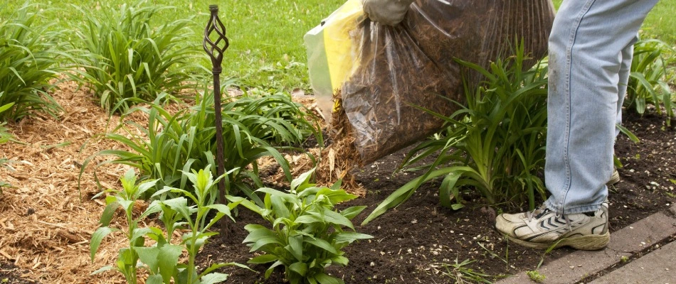 Cedar mulch being applied to lawn bed in Urbandale, IA.