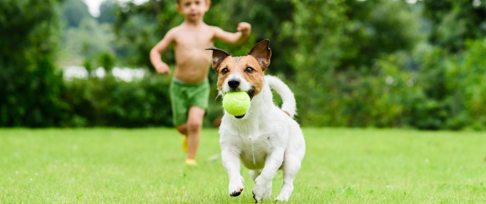 Child playing with dog after perimeter pest control has dried on lawn in Waukee, IA.