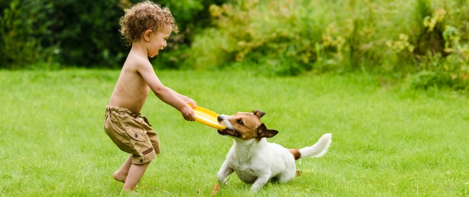 Child playing with pet dog in safely dried lawn after mosquito treatment applied in West Des Moines, IA.