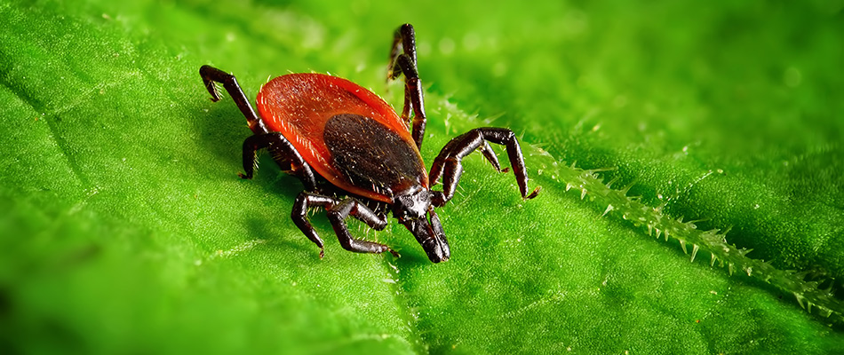 A deer tick on a leaf up close in detail near Des Moines, IA.