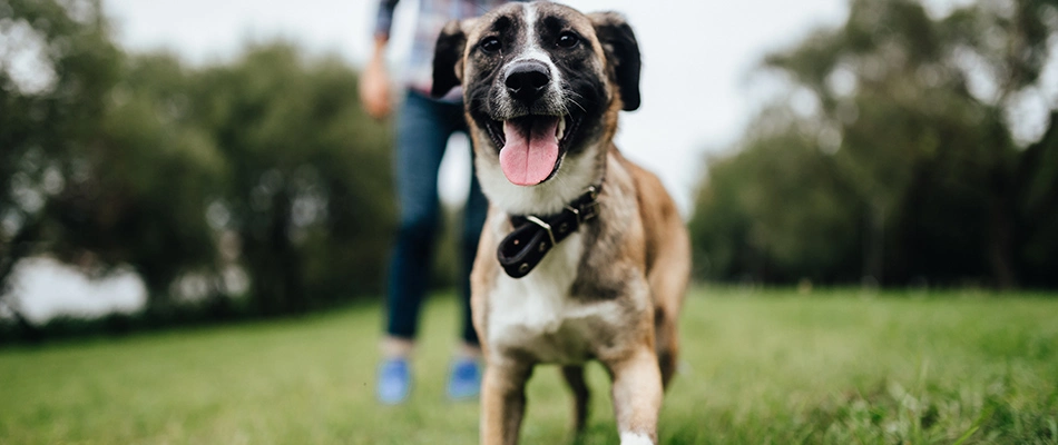 A dog owner is following behind his dog in and around the Des Moines, IA area.