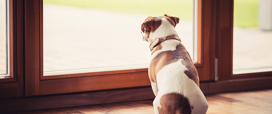 Cute dog waiting by the window for the lawn to be dry in Des Moines, IA.