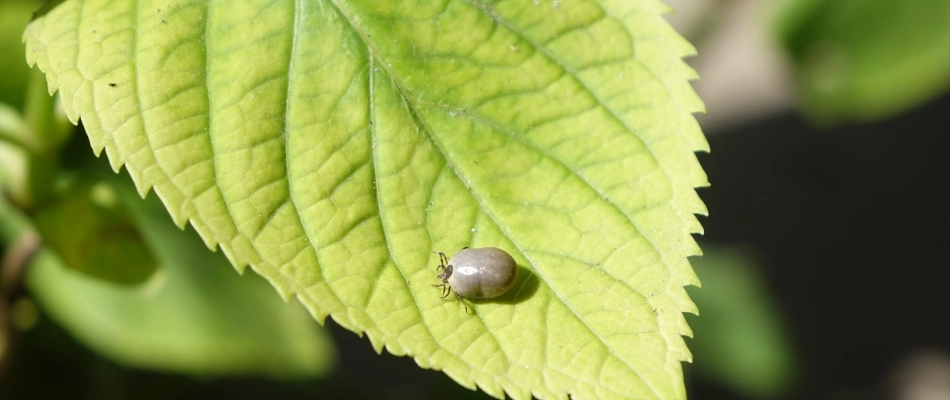 Filled tick found on leaf in Grimes, IA.