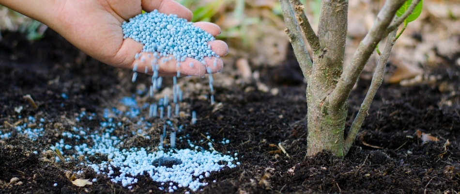 Granular tree fertilizer being applied in Waukee, IA.