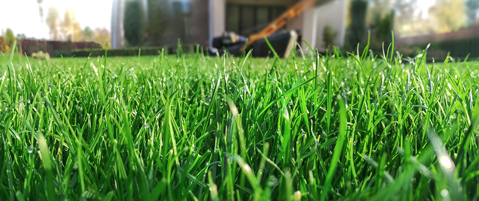 Healthy, thick lawn with a lawn mower and home in the background near Norwalk, IA.