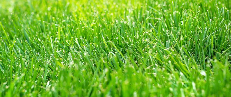 Beautiful grass that has been fertilized and dry near Des Moines, IA.