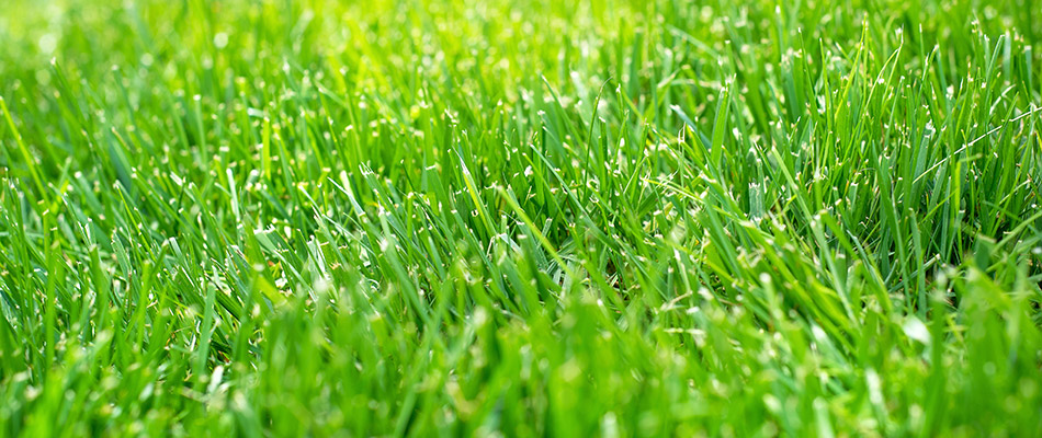 Beautifully healthy and thick grass in a lawn in Johnston, IA and nearby areas.