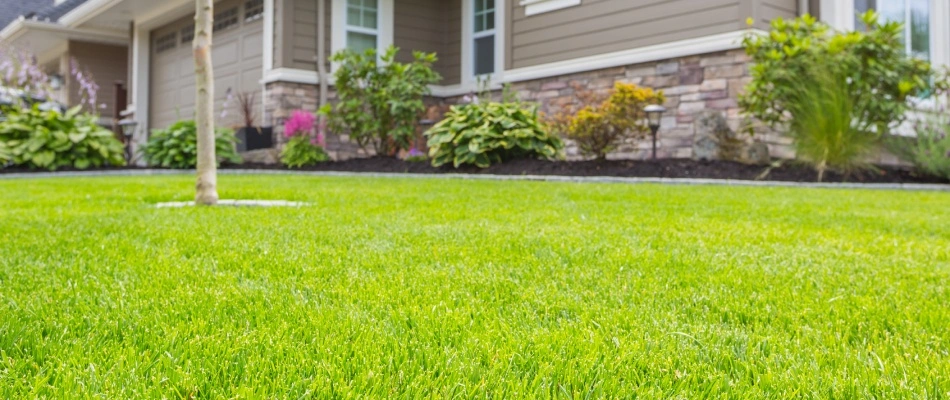 Green luscious grass after aeration process was serviced in Urbandale, IA.