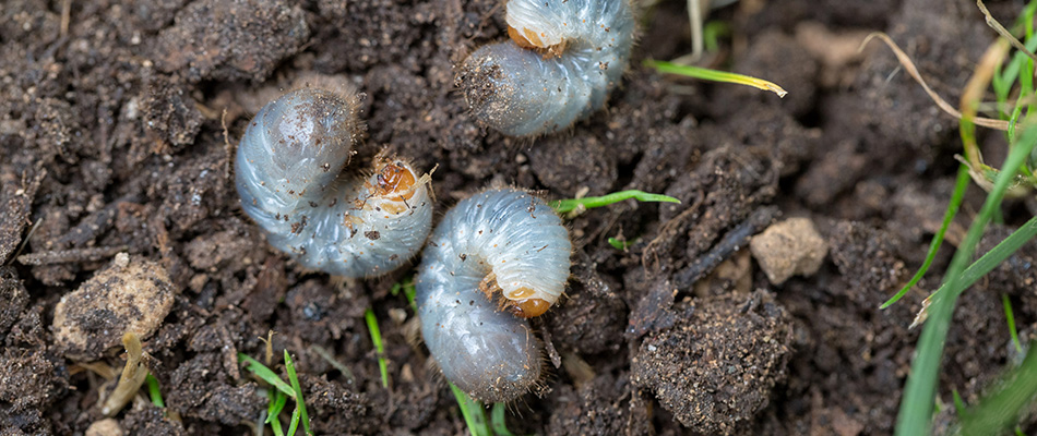 Grubs in the dirt under a lawn causing damage and killing grass in Polk Country, IA.