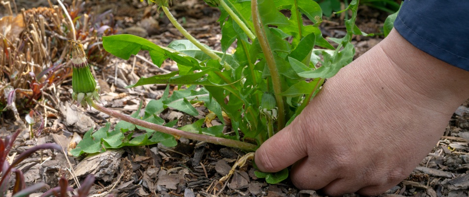 Hand pulling a dandelion weed in landscape bed in Waukee, IA.