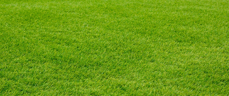 Healthy and thick lawn of grass in the Polk County, IA area.