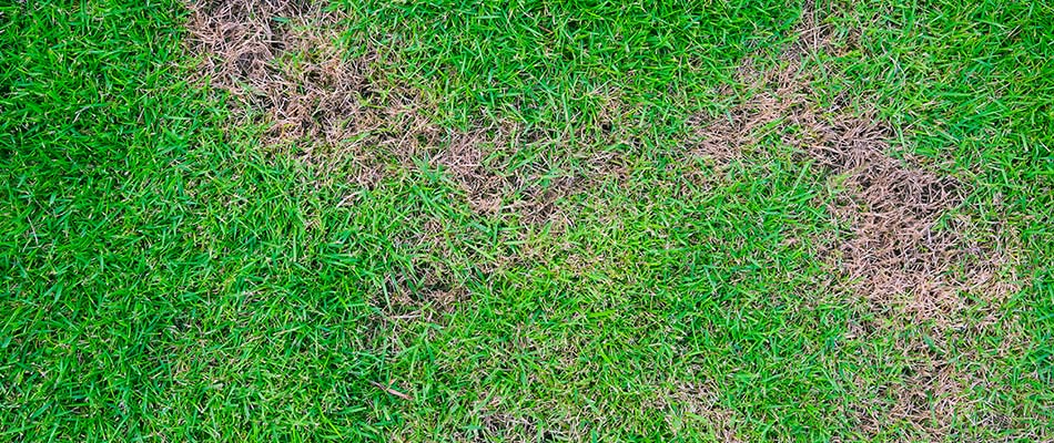 A lawn with dead grass in need of rejuvination near Des Moines, IA.
