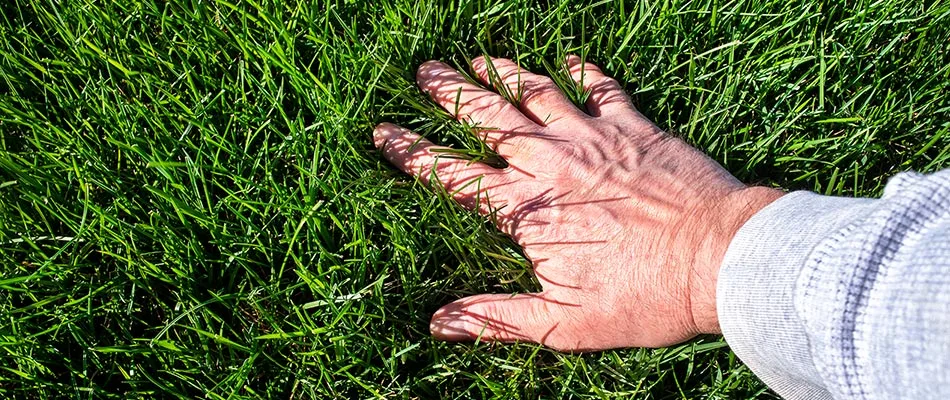 Beautifully healthy grass with a hand feeling its soft texture near Urbandale, IA.