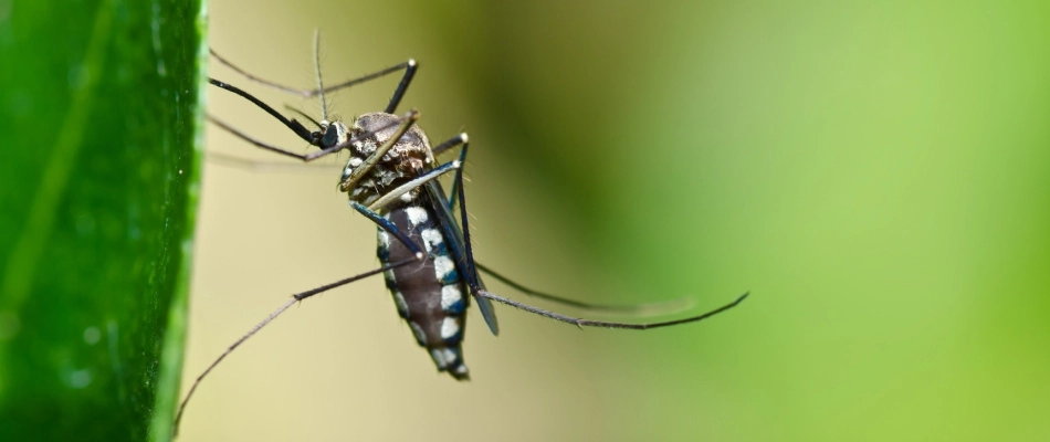 Mosquito landed on leaf in Des Moines, IA.