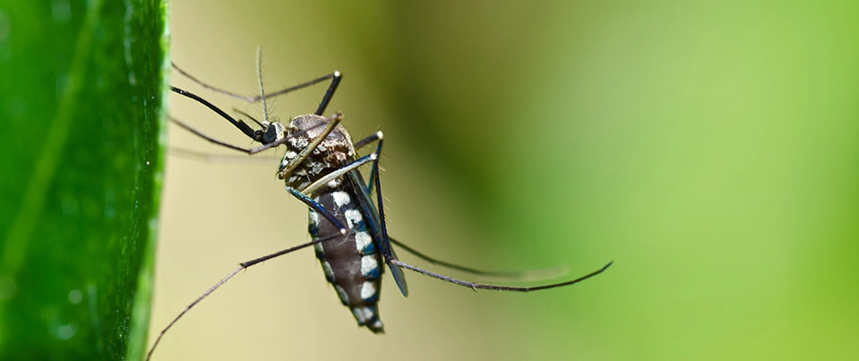 A mosquito perched on a leaf on a landscape plant near Johnston, IA.