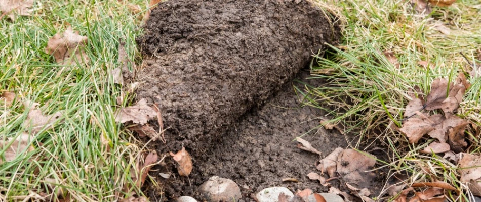 Grub damage in soil of lawn in Waukee, IA.