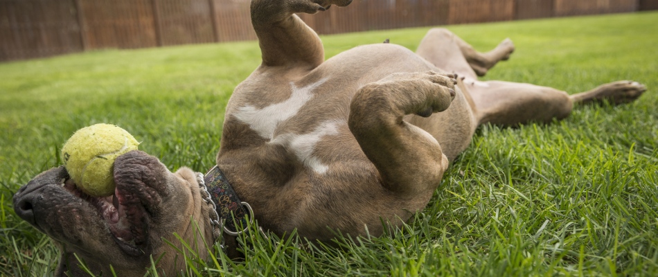 Pet playing around safe fertilized lawn in Grimes, IA.