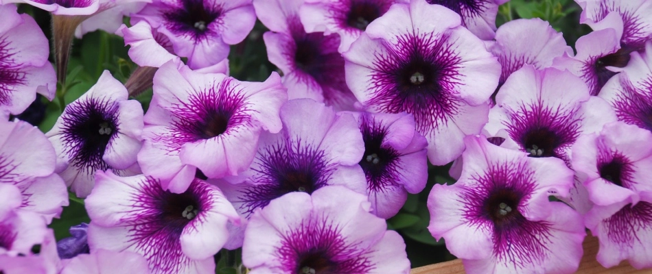 Petunia annual flower added to flowerbed in Waukee, IA.