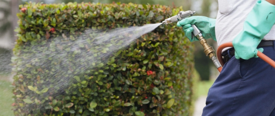 Professional using hand held gun sprayer to apply mosquito control treatment onto bushes in Urbandale, IA.