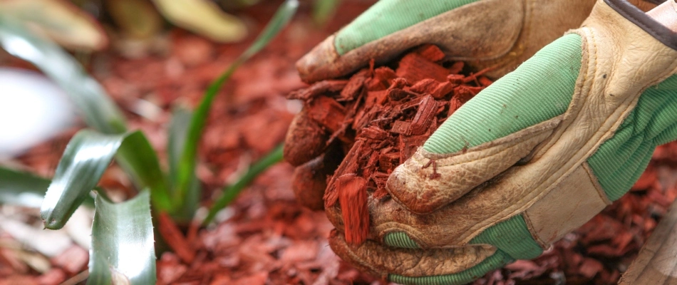 Red mulch being applied to landscape in lawn bed in Grimes, IA.