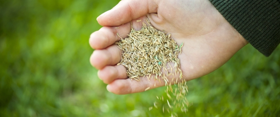 Overseeding seeds being poured out of professional's hands in Des Moines, IA.