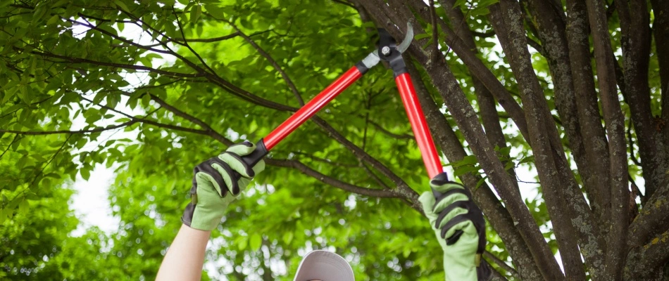 Professional pruning a tree in Urbandale, IA.