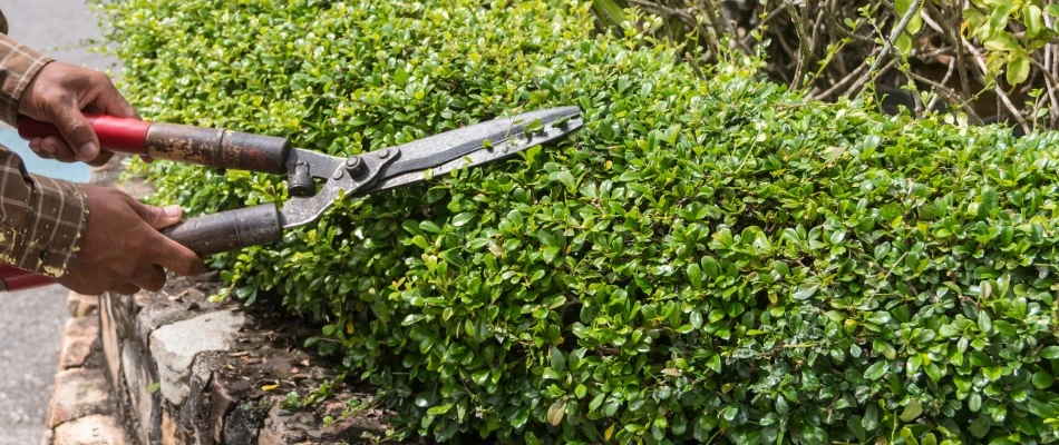 Professional trimming a bush in Des Moines, IA.