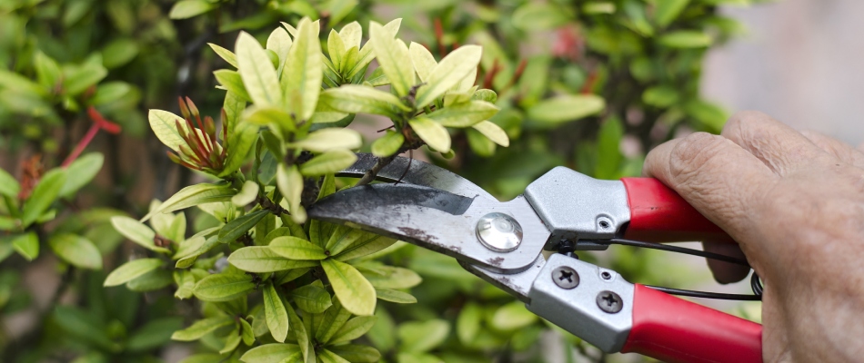 Professional with shears pruning bush in Ankeny, IA.