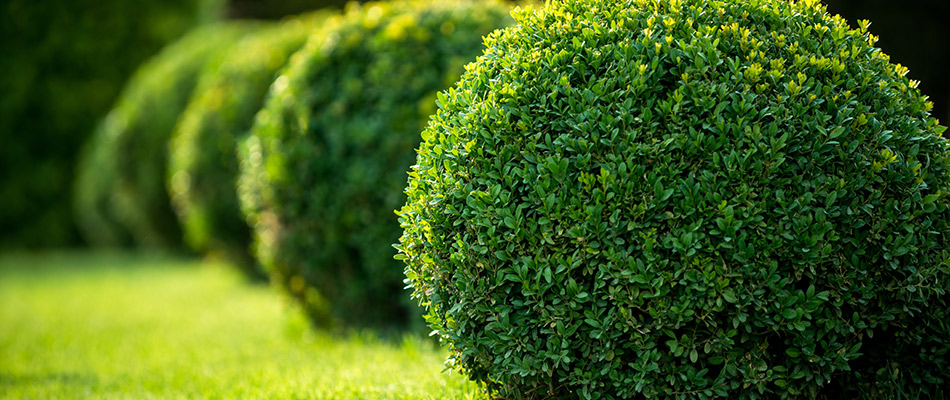 Beautifully trimmed and maintained shrubs with a circular shape in Polk County, IA.