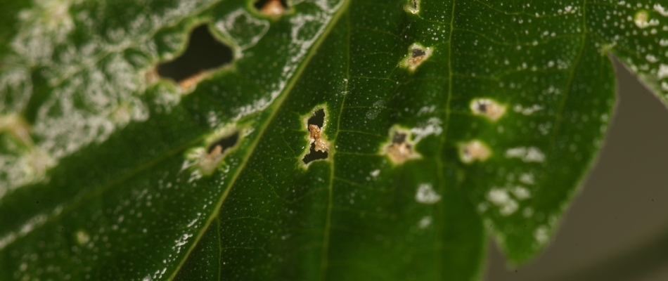 Spider mites found in tree leaves in Des Moines, IA.