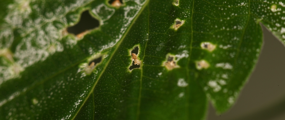 Spider mites found in tree leaves in Des Moines, IA.