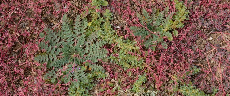 Spurge weeds growing in a landscape bed in Urbandale, IA.