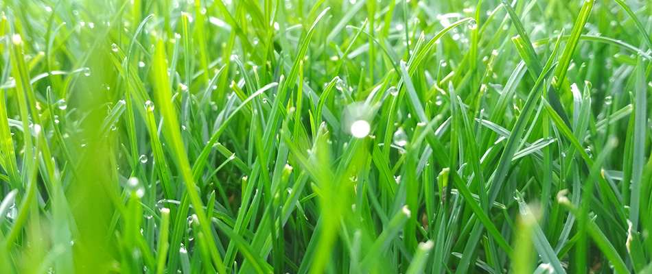 Aerated and overseeded lawn that is thick and healthy near Des Moines, IA.