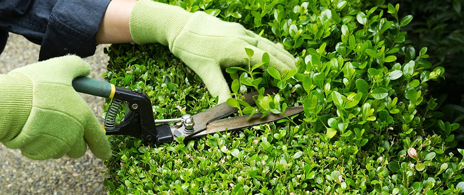 Professional with gloves trimming a shrub to a beautiful form near Windsor Heights, IA.