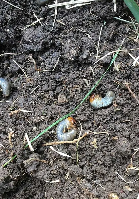 Lawn grubs found in a yard near Urbandale, IA.